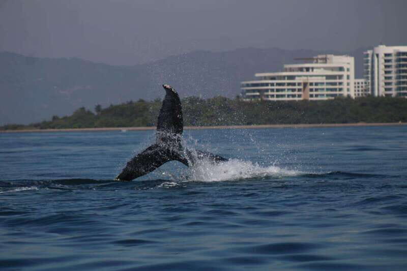 Puerto Vallarta: Whale watching - Why Choose This Tour?