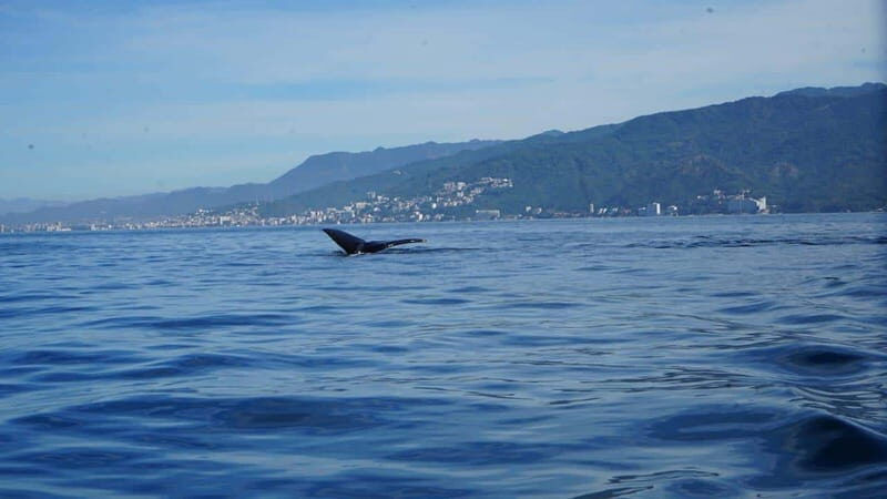 Puerto Vallarta: Whale watching - Final Thoughts