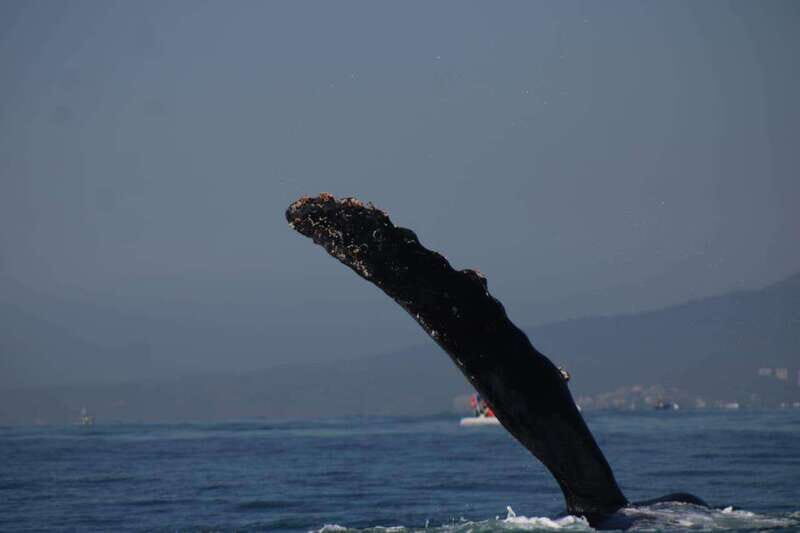 Puerto Vallarta: Whale watching - FAQ