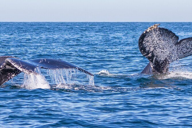Puerto Vallarta Whale Watching Tour - The Sum Up