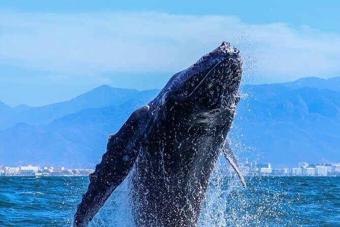 Puerto Vallarta Whale Watching Tour - FAQ