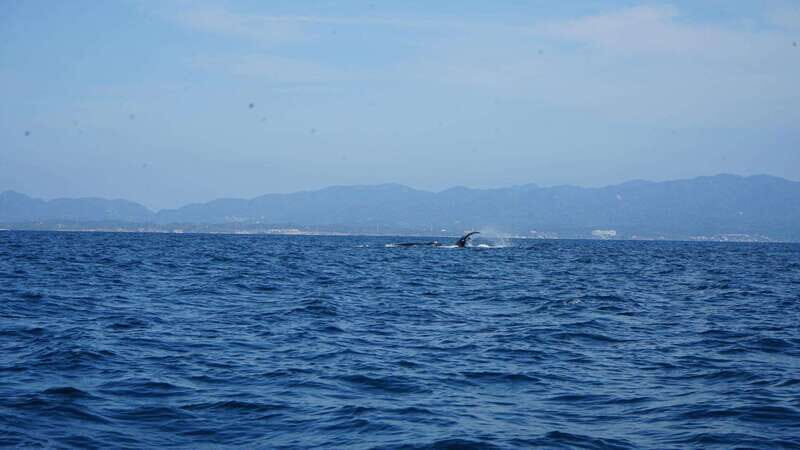 Puerto Vallarta: Whale Watching with Guide - A Detailed Look at the Tour Experience