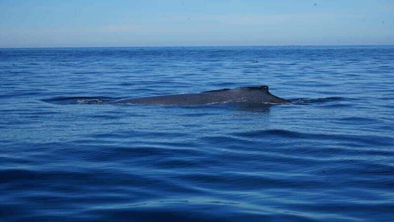 Puerto Vallarta: Whale Watching with Guide - FAQs