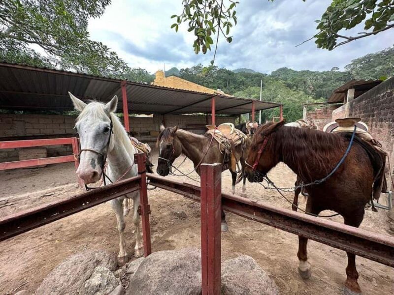 Puerto Vallarta: Wild Tour Horseback Riding Experience - Key Points