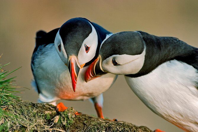 Puffin Cruise with Expert Tour Guide from Reykjavik - An In-Depth Look at the Puffin Cruise Experience