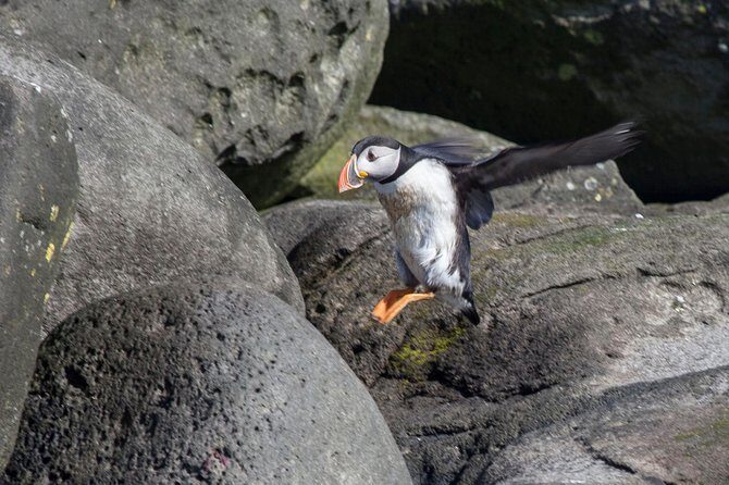 Puffin Cruise with Expert Tour Guide from Reykjavik - FAQ