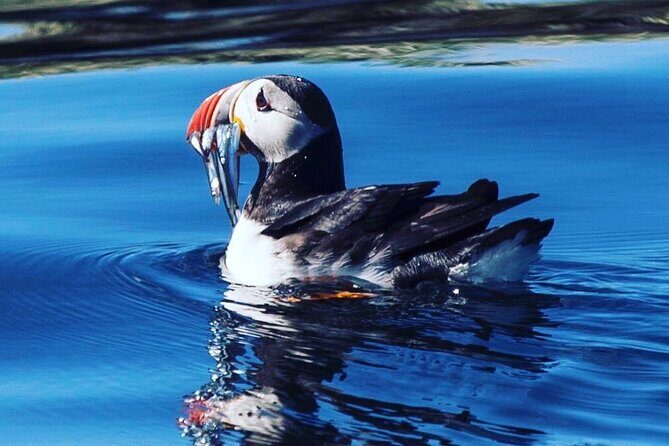 Puffin Express by RIB Speedboat from Reykjavík - Authentic Insights from Reviewers