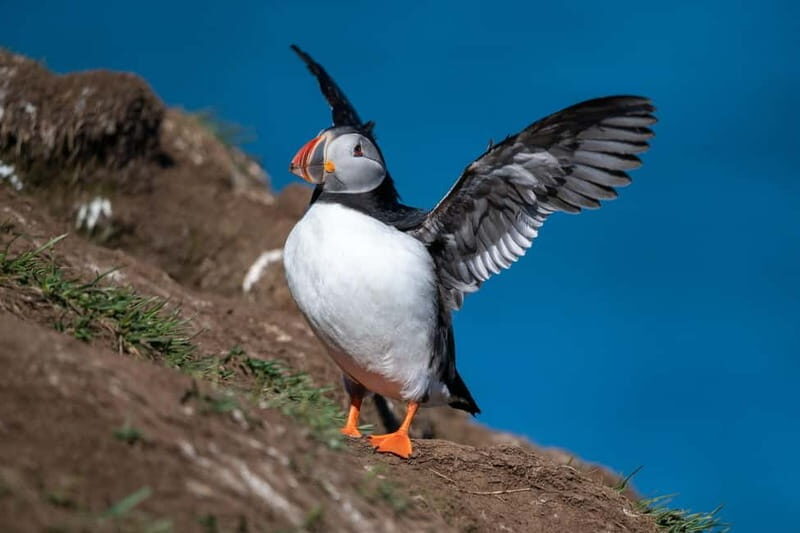 Puffin & Gufufoss Waterfall Tour from Seydisfjordur Port - Key Points