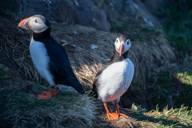 Puffin & Gufufoss Waterfall Tour from Seydisfjordur Port - FAQs