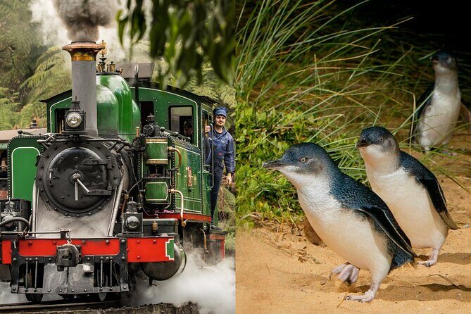 Puffing Billy Tour and Penguin Parade from Melbourne - Key Points