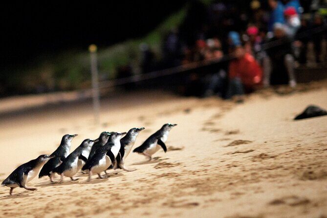 Puffing Billy Tour and Penguin Parade from Melbourne - The Experience: What Makes It Special