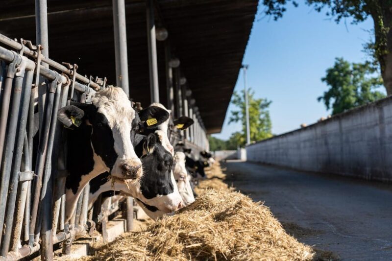 Puglia: Masseria Seppunisi Tour, Cheese, Burrata Tasting - The Experience in Detail