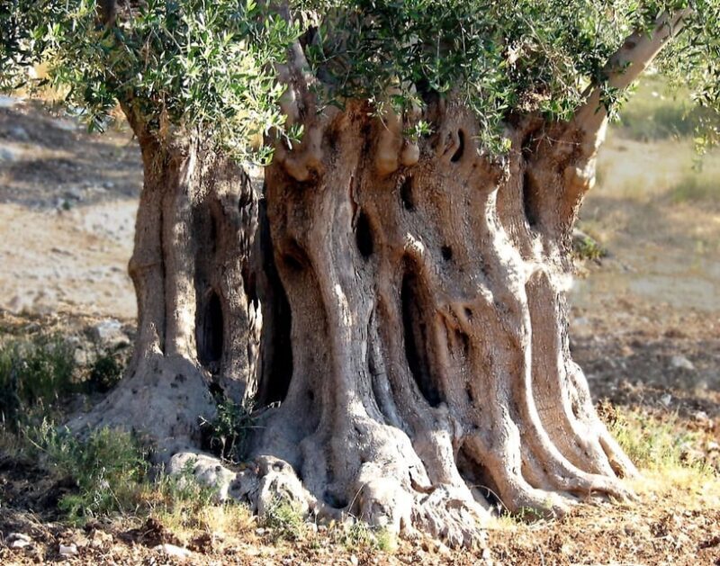 Puglia: Olive Oil Tasting Experience with Olive Grove Walk - The Itinerary Breakdown