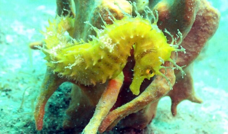 Pula: 2.5-Hour Snorkelling Experience - Who Should Consider This Tour?