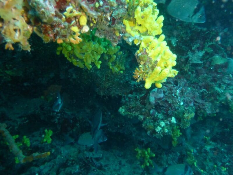 Pula: 2.5-Hour Snorkelling Experience - Final Thoughts