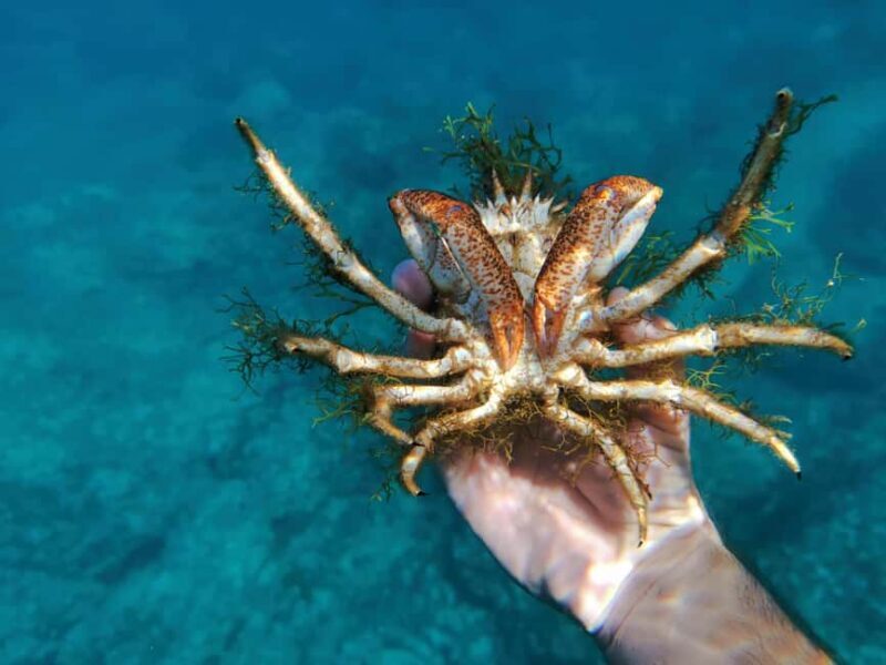 Pula Adventure: Snorkeling Boat Trip & Cliff Jumping - Practicalities and Value