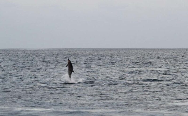 Pula: Boat Dolphin tour and Romantic Sunset at N.P. Brijuni - The Itinerary in Detail