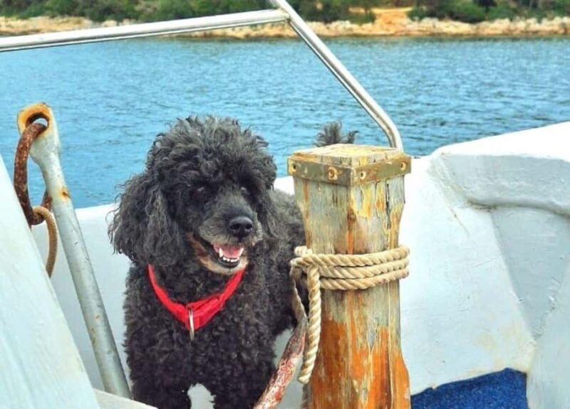 Pula: Boat Tour with Swimming and Snorkeling - Customization and Personal Touches