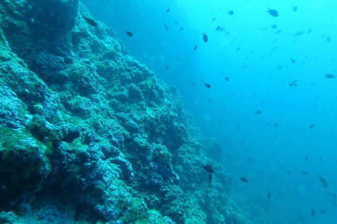 Pula Boat Trip with Snorkeling - Practical Considerations