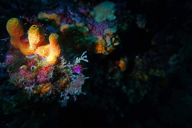 Pula Boat Trip with Snorkeling - Authentic Insights from Reviewers