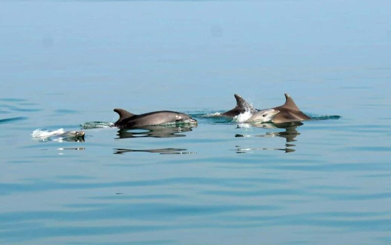 Pula: Brijuni Dolphin Watching cruise with Dinner & Sunset - Frequently Asked Questions