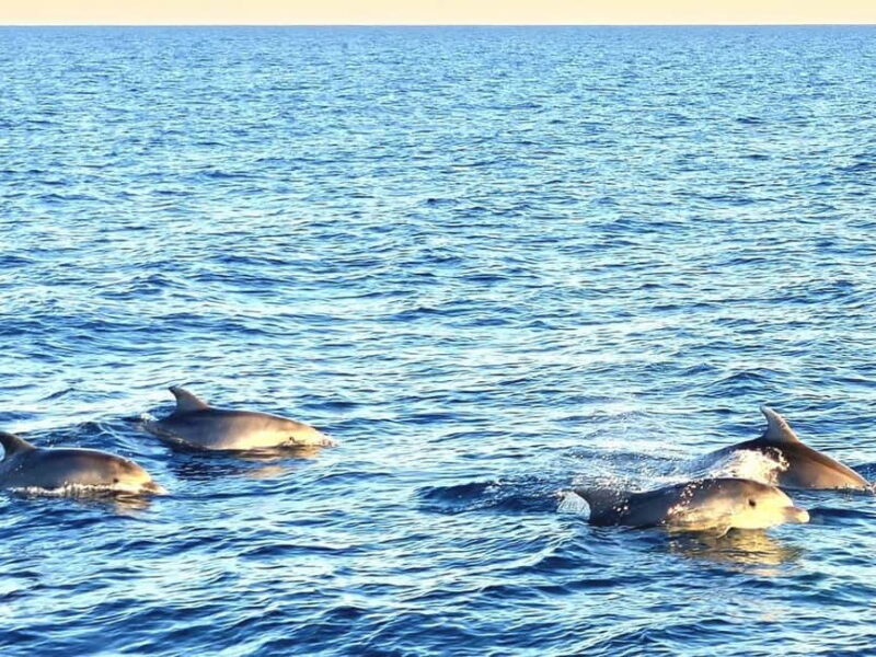 Pula: Brijuni National Park Dolphin Watching Tour w/Dinner - Who is This Tour Perfect For?