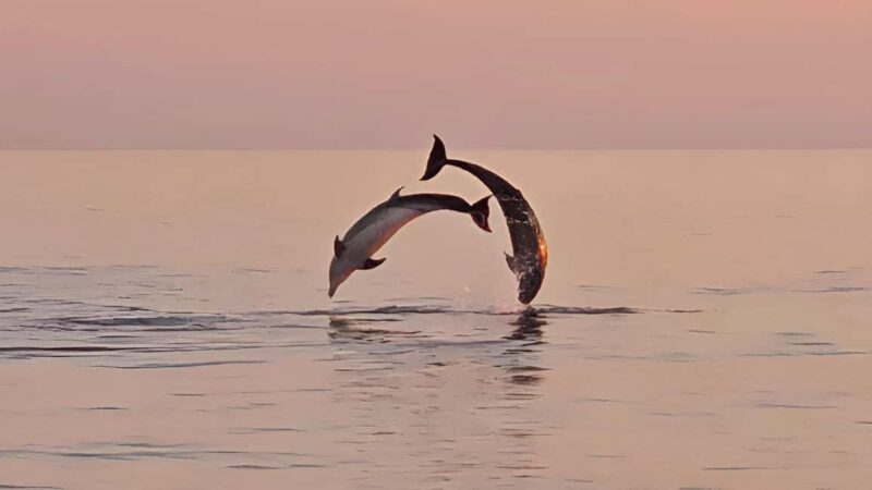 Pula: Dolphin Sunset Cruise to Brijuni with Dinner & Drinks - The Full Experience: What to Expect on the Cruise