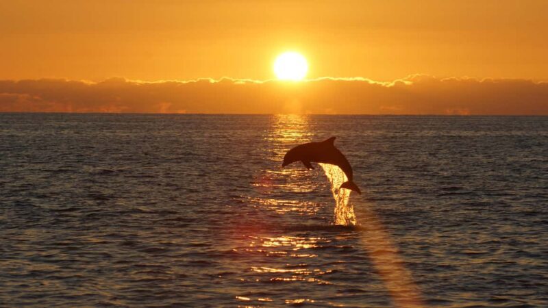 Pula: Dolphin Sunset Cruise to Brijuni with Dinner & Drinks - Authentic Experiences from Guests