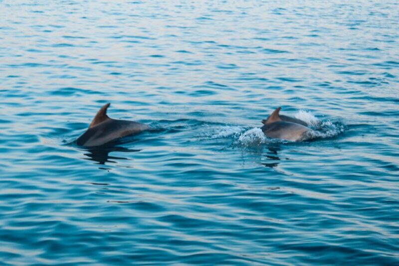 Pula: Dolphin Watching in Brijuni Park with Dinner & Drinks - FAQ