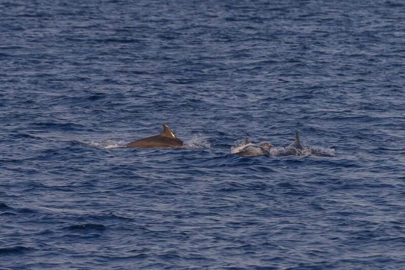 Pula: Dolphin Watching Sunset Cruise with Dinner & Drinks - Key Points