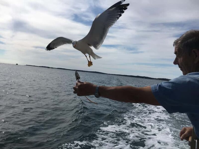 Pula: Dolphin Watching Sunset Cruise with Dinner & Drinks - Practical Details & Tips