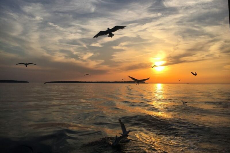 Pula: Dolphin Watching Sunset Cruise with Dinner & Drinks - Who Will Love This Tour?
