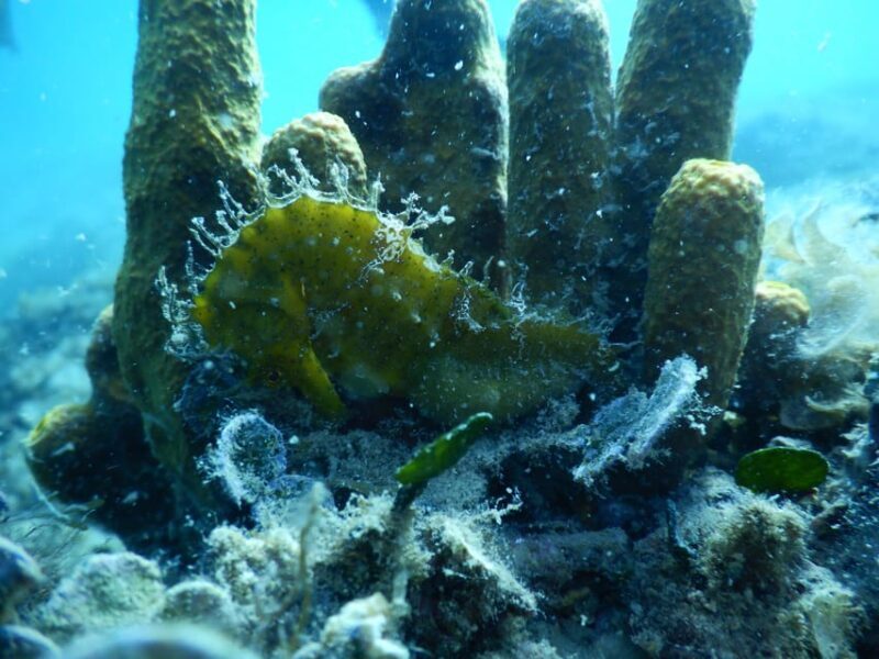 Pula: Introduction to Scuba Diving for Kids (age 8-10) - Who Should Consider This Tour?