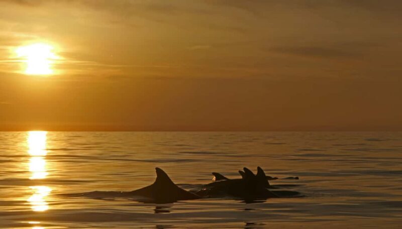 Pula: Private Sunset Boat Trip with Dolphins - The Sum Up