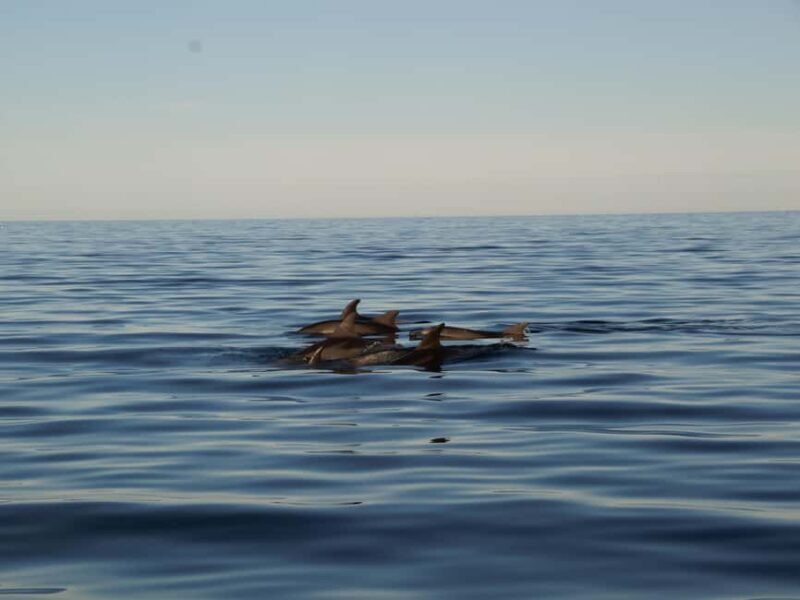 Pula Private Sunset Cruise: Dolphins, Wine & 3 Golden Hours - FAQs