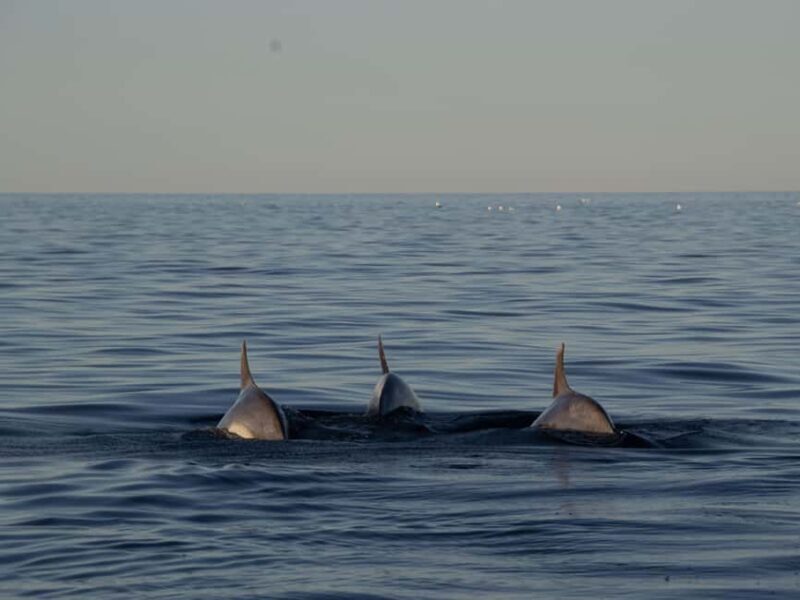 Pula: Sailing into Sunset - Brijuni Views, Drinks & Romance - Final Thoughts