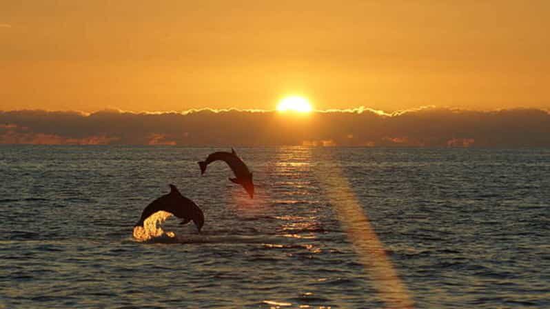 Pula: Sunset Dolphin Watching Boat Tour around N.P Brijuni - Pula: Sunset Dolphin Watching Boat Tour around N.P Brijuni