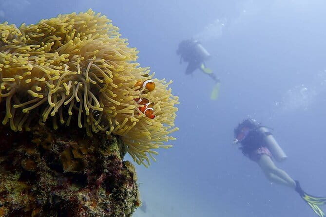 Pulau Perhentian Diving for Beginners - Who Should Consider This Tour?