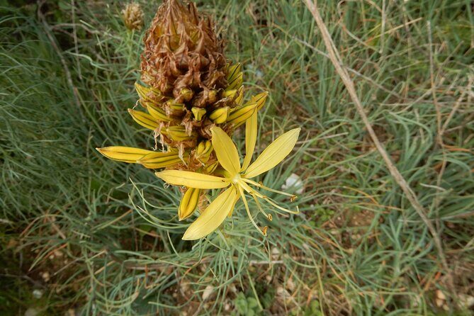 Pulo di Altamura: excursion in the Alta Murgia National Park - Who Is This Tour Best For?