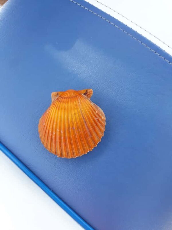 Punta Gorda /Boca Grande: Barrier Island Shelling Boat Tour - Key Points