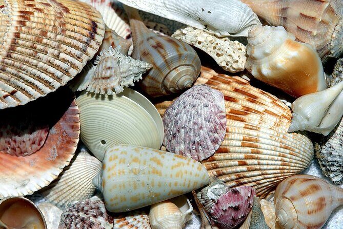 Punta Gorda/Boca Grande Beach Day Private 5hr Charter - An In-Depth Look at the Experience
