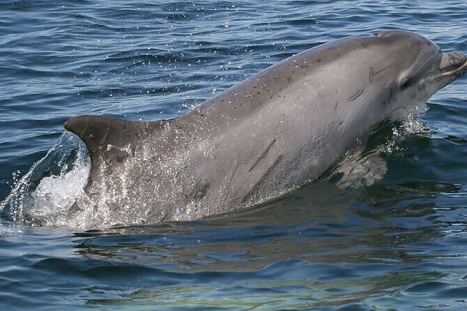 Punta Gorda/Boca Grande Beach Day Private 5hr Charter - Final Thoughts: A Relaxed, Authentic Florida Experience