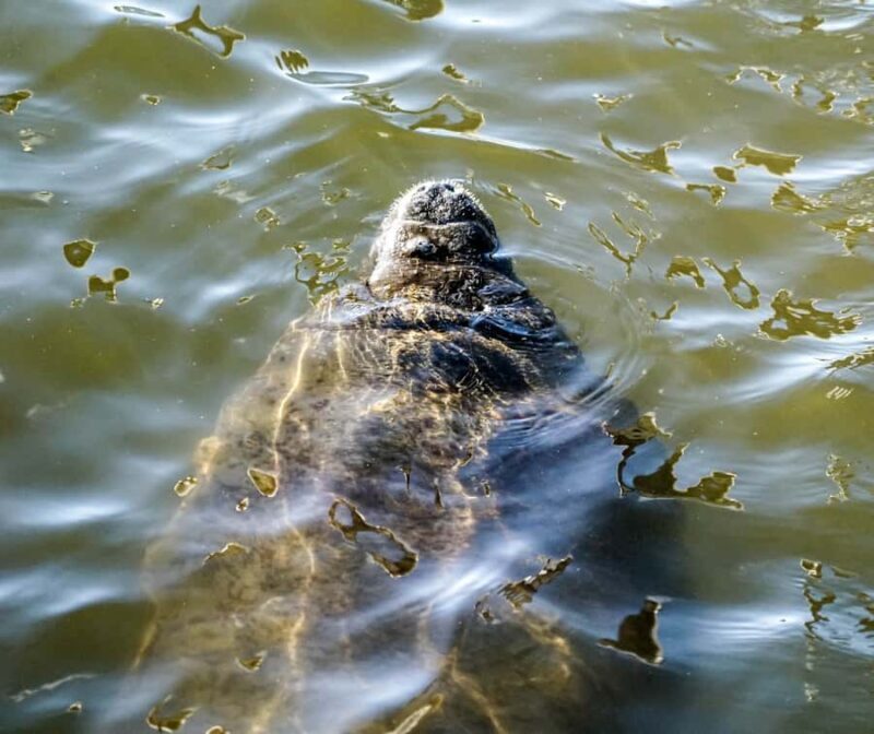 Punta Gorda / Boca Grande Pass : Eco Boat Tour - Key Points