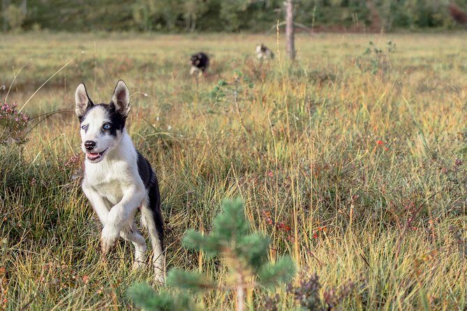 Puppy Training Experience at a Husky Farm in Tromso - An In-Depth Look at the Husky Farm Tour