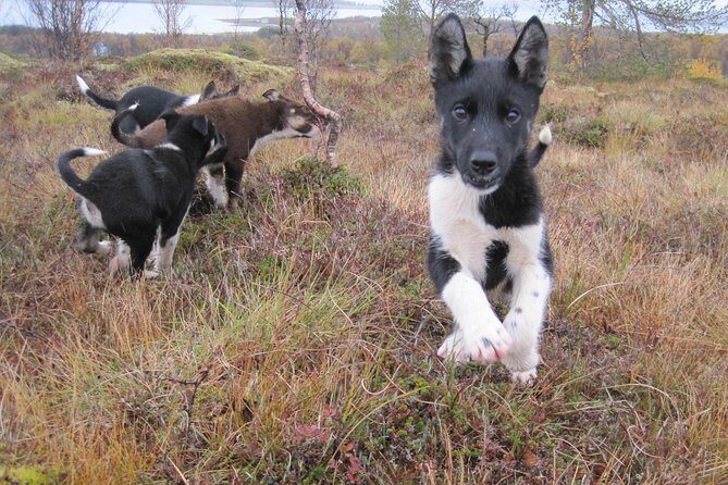 Puppy Training Experience at a Husky Farm in Tromso - FAQ Section