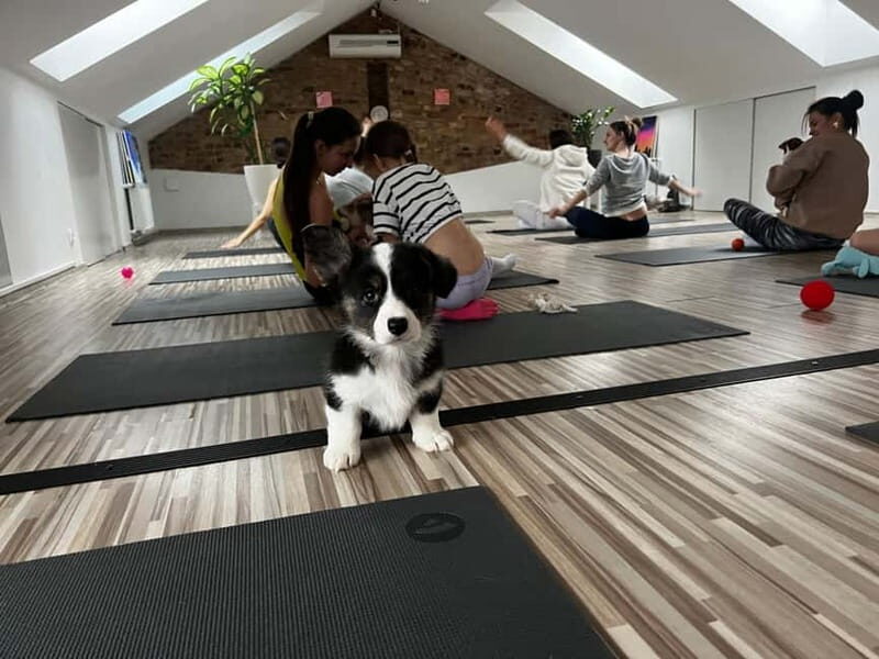 Puppy Yoga in Riga - Key Points
