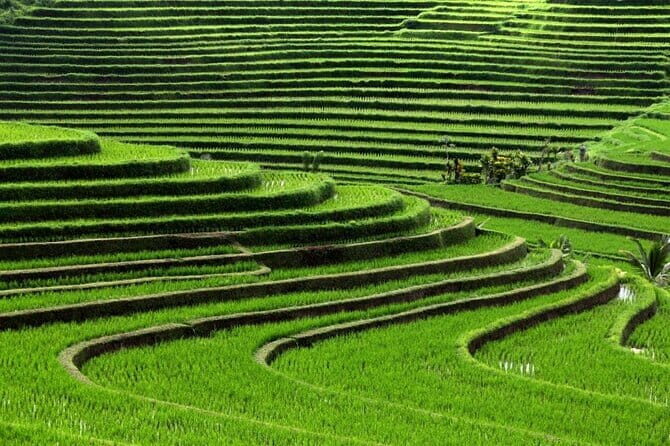Purify and Renew with the Ultimate Cleansing Experience in Ubud - Authentic Experience Backed by Guest Perspectives