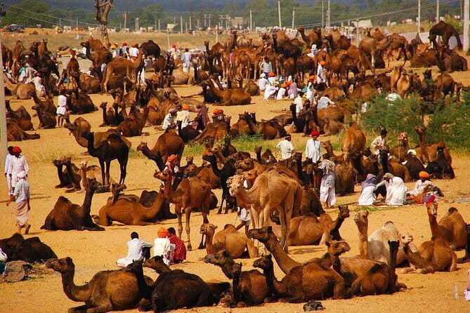 Pushkar Tour by Car & Driver from Jaipur - Exploring the Pushkar Tour by Car & Driver from Jaipur