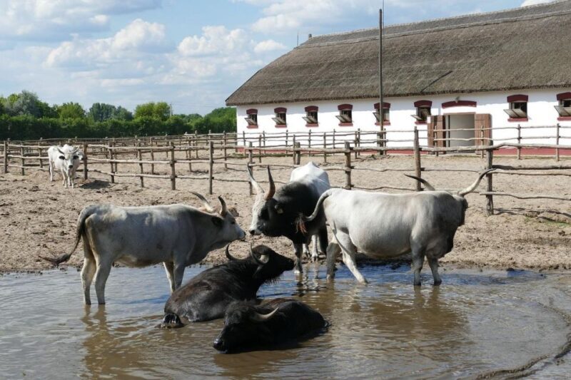 Puszta Tour and Horse Show - Who Will Love This Experience?