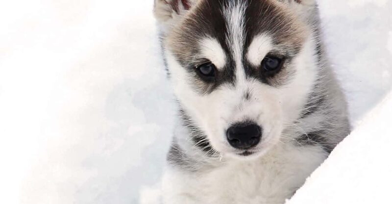 Pyhätunturi: Husky safari 5km including a farm visit - Who Will Love This Experience?